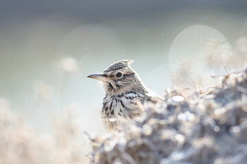 Crested Lark