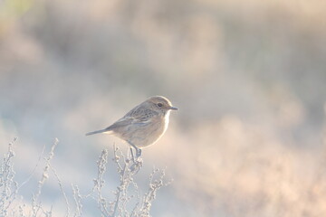 European stonechat 
