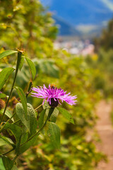 bumble bee on a purple blooming thistle