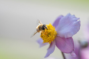 Blüte mit Biene