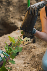 Planting a grape seedling in a hole at a summer cottage