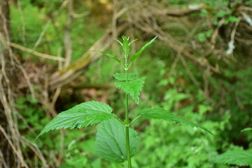 Growing wild green dead nettle