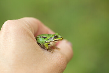 Human Hand holds a green frog, selective focus, green blurred background