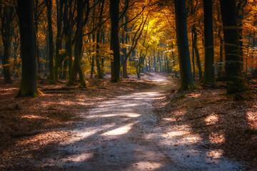 Obraz premium Country dirt road through a Forest on a early Morning