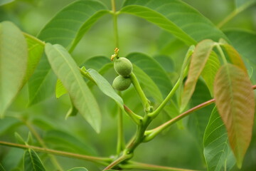 little growing walnut on walnut tree