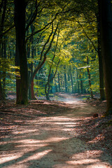 Obraz premium Country dirt road through a Forest on a early Morning