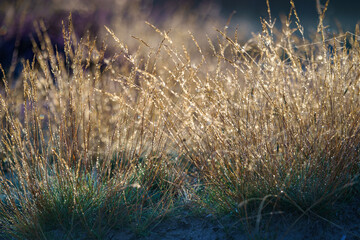 Grass straws and heather in backlight from the morning sun