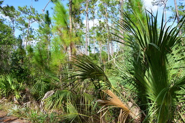 Sumpf Landschaft im Everglades National Park, Florida