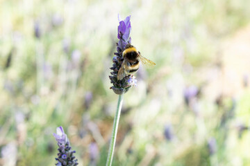 bee and lavender