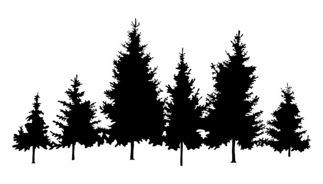 vector forest fir trees silhouette