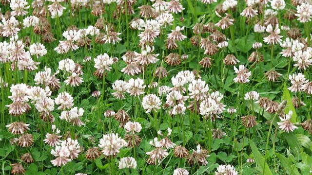 clover in the lawn in the garden