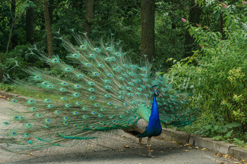 Proud peacock with colored feather
