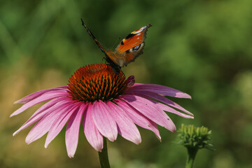 European peacock butterfly on the pink flower