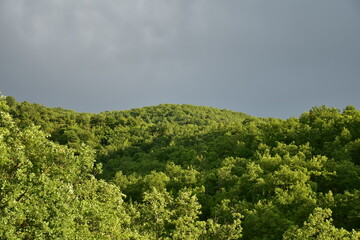 Obraz premium Green oak tree forest with black clouds over