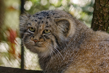 Pallas's cat   (Otocolobus manul), also called the Manul, is a small wild cat with a broad but fragmented distribution in the grasslands and montane steppes of Central Asia.