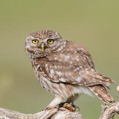 little owl Athene noctua. In the wild