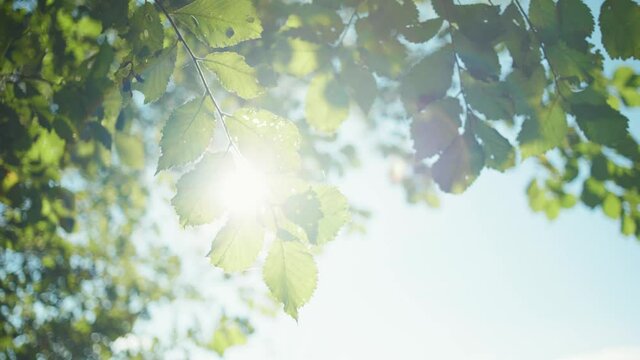 4K slow motion shot of a tree branch moving through the wind, with the leaves showing the sun light in the background.