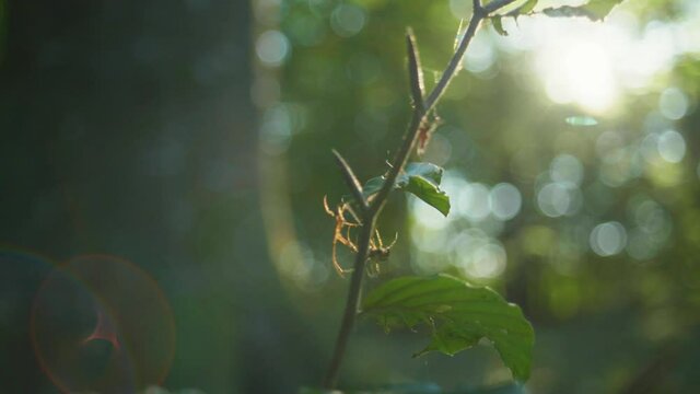 4K slow motion macro shot of two spiders fighting against each other for a dead fly, against the sunlight, in the middle of the forest.