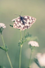 Schmetterling