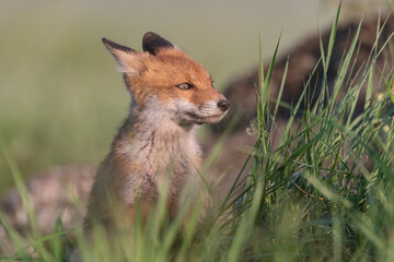Portrait red fox cub Vulpes vulpes in the habitat