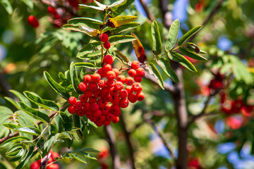 Red rowan berries and green leaves in September - obrazy, fototapety, plakaty