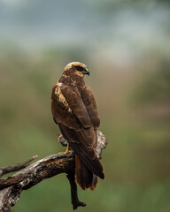 western or eurasian marsh harrier or Circus aeruginosus portrait perched with natural green background at keoladeo national park or bird sanctuary bharatpur rajasthan india