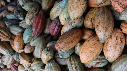 abundance of many fresh cocoa seeds design for farming concept