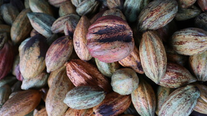 abundance of fresh cocoa seeds design for farming concept