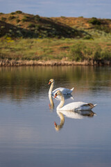 couple white swans on a lake