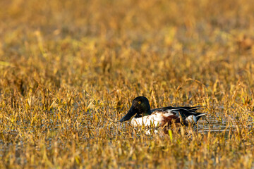 Northern shoveler or shoveller or Anas clypeata or Spatula clypeata portrait in wetland of keoladeo national park or bharatpur bird sanctuary rajasthan india