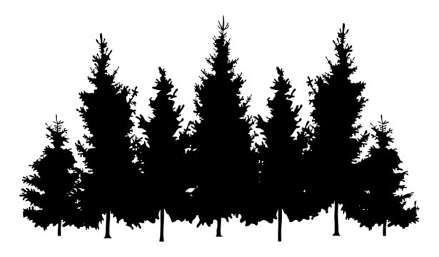 vector forest fir trees silhouettes