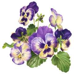 Fototapeta na wymiar watercolor bouquet of pansies, hand drawn floral illustration isolated on white background
