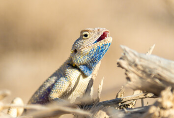Agama Savigny sits on a withered branch in the wild on a bright sunny day