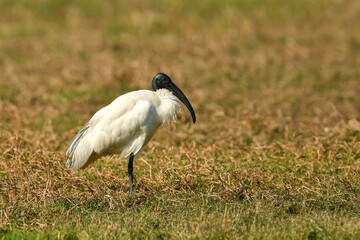 Black headed ibis or black necked ibis portrait in wetland of keoladeo national park or bharatpur...