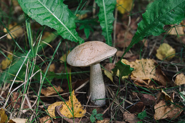 Edible mushroom in grass close up with selective focus and blurred background