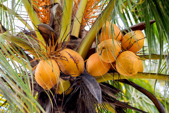 Coco de mer coconuts grow on a palm tree in the Seychelles. Endemic to the Seychelles, a rare species of cacos.