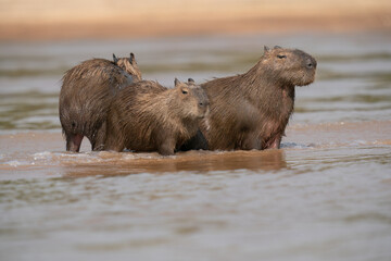 The capybara (Hydrochoerus hydrochaeris)