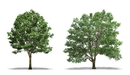 Basswood Plant Tree and American Basswood (Tilia Americana), Trees, Plants isolated on White...