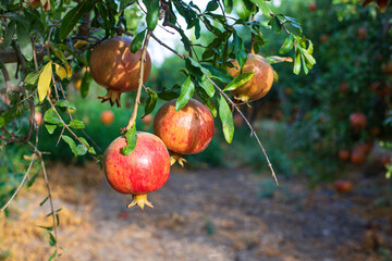 Ripe fruits of pomegranate tree closeup hanging on branches. Israel