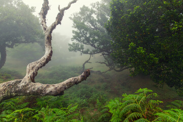 Posto Florestal Fanal (Mglisty las) Madeira Island, Portugal