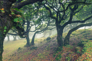 Posto Florestal Fanal (Mglisty las) Madeira Island, Portugal