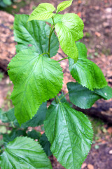 Close up of leaves of a young Black Mulberry tree