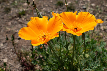 Obraz premium flowers in the field