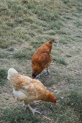 chickens pecking grass on the farm