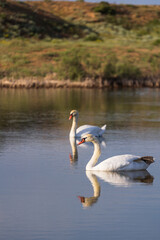 white swans on the water