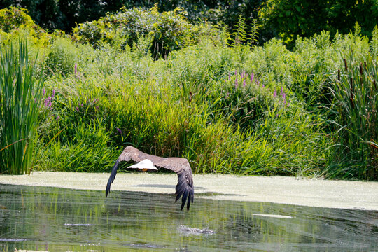 Bald Eagle Flying Above The Water Surface.