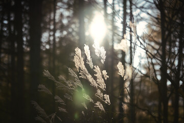 Obraz premium 陽光に照らされる秋のススキ