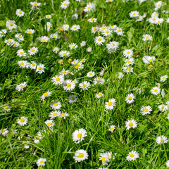 Green grass covered with white daisies in summer. Square image.