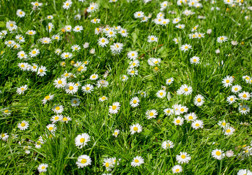 Green grass covered with white daisies in summer. Horizontal image.