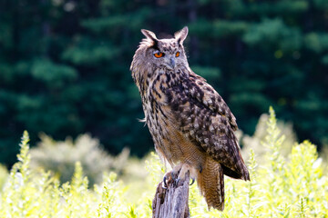 Closeup of the American horned owl, the Old World eagle-owl.